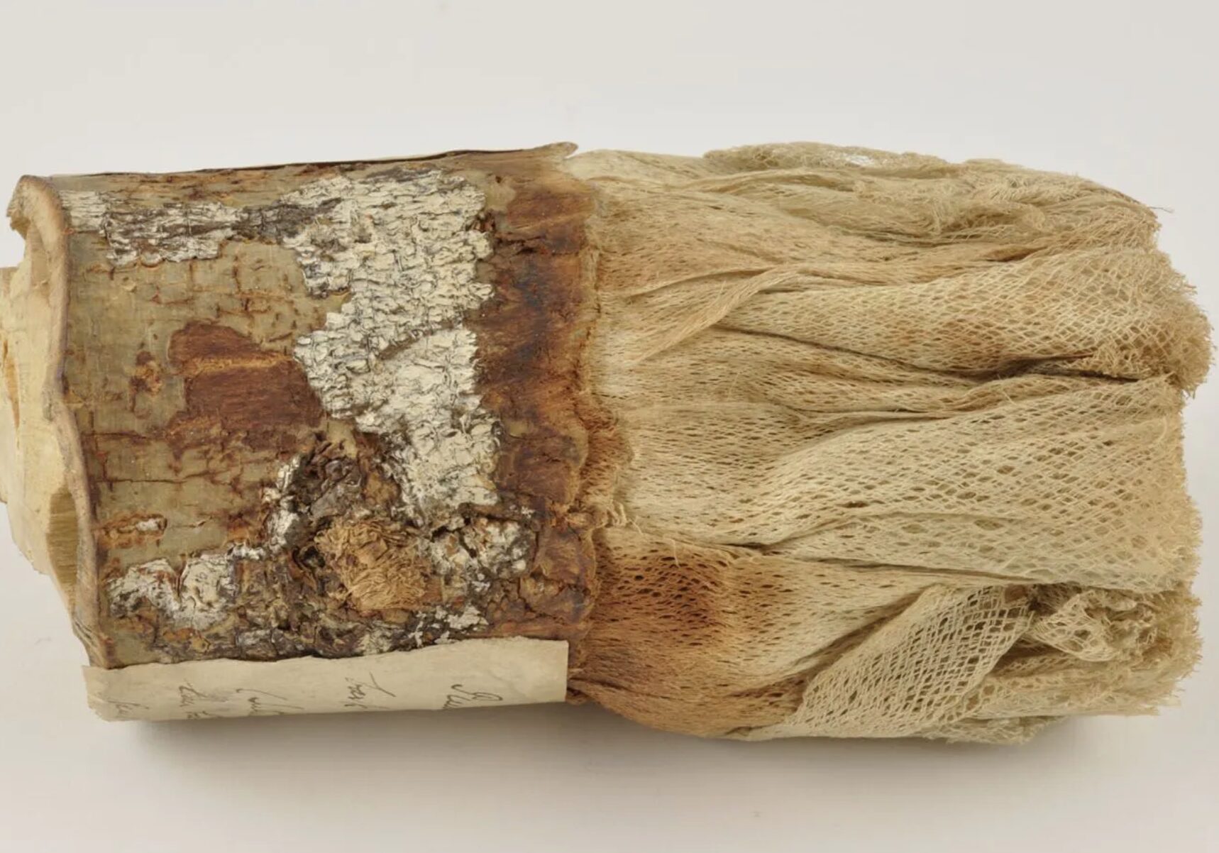 laguettalacebark02 laguettalacebark02